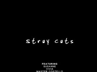 Master Costello   Stray Cats