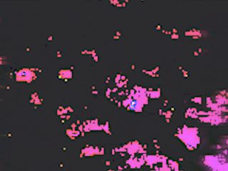 SweetBettyParlour.21.02.14   Croc Toy and Crazy Scat Girl