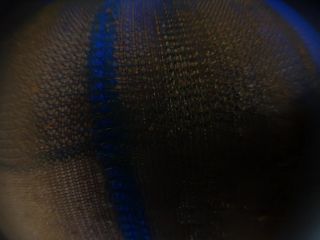 SweetBettyParlour.20.01.21   King size female monster  poop